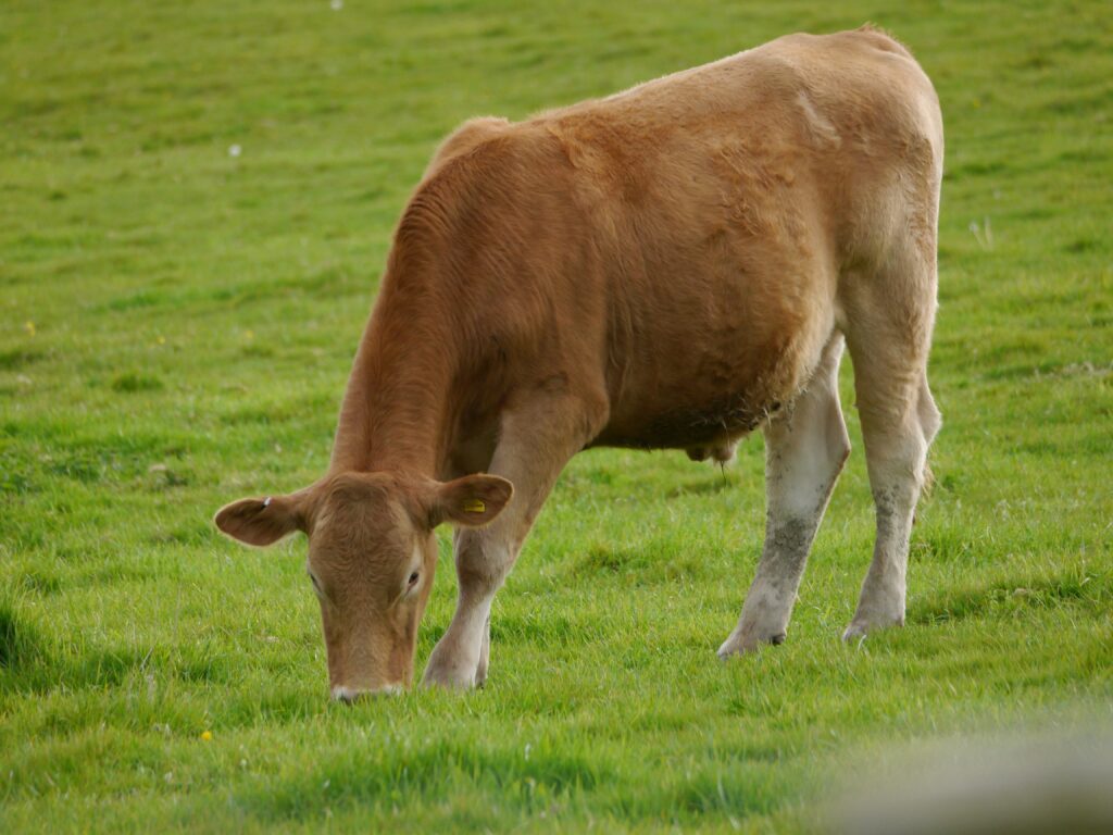 Brown cow grazing in a lush green field, highlighting natural raw milk sources.