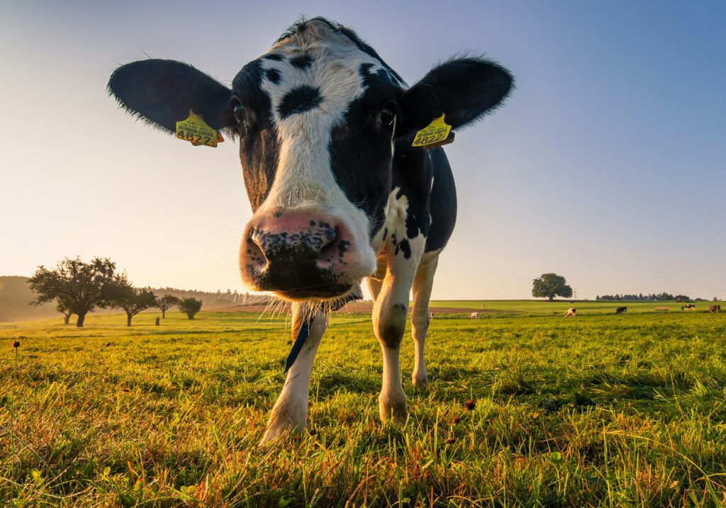 Black and white cow grazing in a sunny pasture, symbolising farm-fresh raw milk production – How Long Does Raw Milk Last.