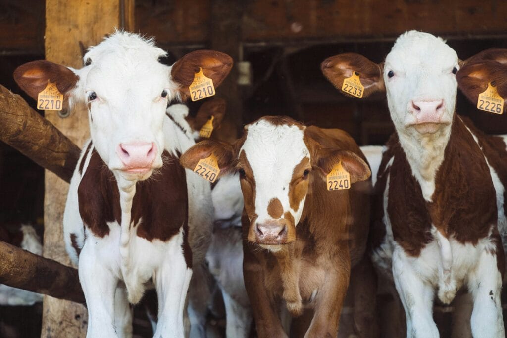 Young dairy cows on a raw milk farm, standing in a barn with identification ear tags, looking directly at the camera.